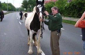 Polizeiinspektion Hildesheim: POL-HI: Pferdeflüsternder Polizeibeamter stoppt Ausflug einer reislustigen Herde