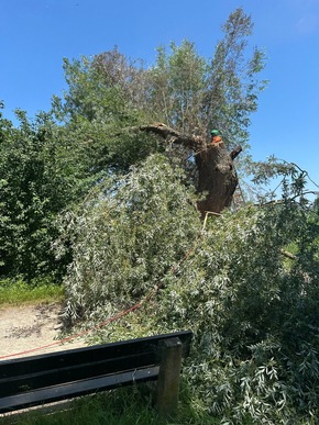 FW Reichenau: Hohler Baum fängt erneut an zu Glimmen, 20.06.2024, Reichenau-Mittelzell