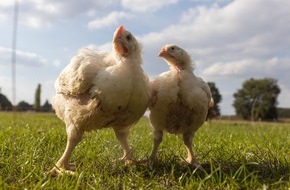 Albert Schweitzer Stiftung für unsere Mitwelt: Zwei Masthühner haben Glück: Wie Didi und Kendra der Lidl-Hölle entkamen