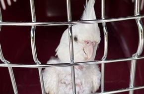 Polizeiinspektion Nienburg / Schaumburg: POL-NI: Weiterer tierischer Einsatz in Bückeburg: Verletzter Papagei gerettet