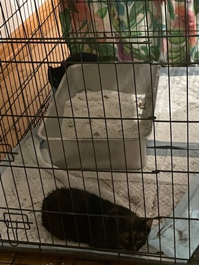 FW Dinslaken: Tierrettung in Dinslaken - Drei Katzen aus Versorgungsschacht gerettet