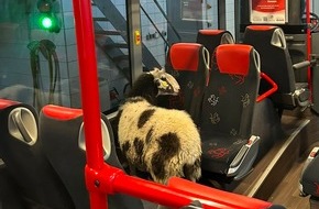 Polizei Coesfeld: POL-COE: L&uuml;dinghausen/ Fehlerhafte Reiseplanung eines Schafes