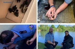 Polizeipräsidium Nordhessen - Kassel: POL-KS: Polizei rettet Entenküken aus lebensbedrohlicher Situation:
Ente und ihre sieben Küken in der Aue ausgesetzt