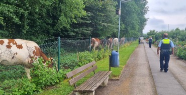 Kreispolizeibehörde Unna: POL-UN: Kamen - Sieben ausgebüxte Rinder sorgen für "tierischen" Polizeieinsatz