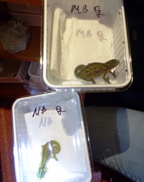 ZOLL-E: Zollfahndung rettet über 130 vom Aussterben bedrohte Reptilien und Amphibien.