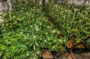 Polizei Essen: POL-E: Essen: Polizei entdeckt Cannabis-Plantage - vier Personen festgenommen
