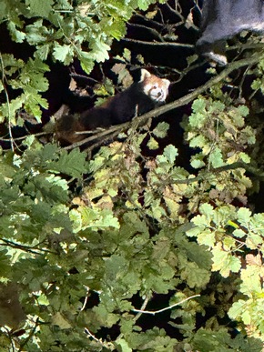 FW-KLE: Roter Panda auf Abwegen