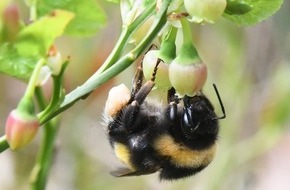 Heinz Sielmann Stiftung: PM Fr&uuml;he Bl&uuml;tenpracht: Warum Heidelbeeren f&uuml;r Hummeln &uuml;berlebenswichtig sind