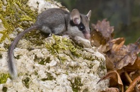 Naturmuseum Solothurn: Der Gartenschläfer ist zurück: Sensationsfund im Kanton Solothurn