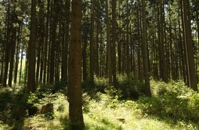 Deutsche Säge- und Holzindustrie Bundesverband e. V. (DeSH): Klimaschutz braucht Holznutzung
