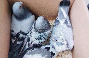 Polizeiinspektion Nienburg / Schaumburg: POL-NI: Wer kennt diese Tauben?