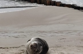 Polizeiinspektion Stralsund: POL-HST: Kegelrobbe am Zingster Ostseestrand entdeckt