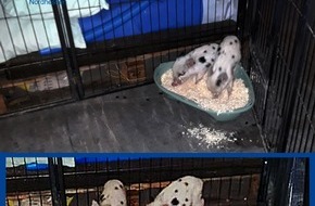 Polizeipr&auml;sidium Nordhessen: POL-KS: Zwei kleine Schweine machen Ausflug auf Radweg: Tiere finden vor&uuml;bergehende Bleibe bei Niestetaler