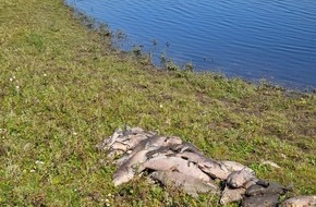 Feuerwehr Xanten: FW Xanten: Amtshilfe - Bergung von verendeten Fischen