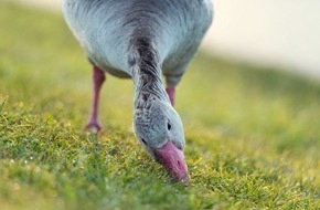 3sat: 3sat-Doku "Von der Steppe in die Alpen: Vögel in Österreich"