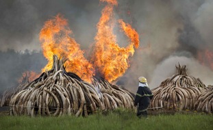 ProSieben: Lodernde Elfenbeintürme: "Galileo Big Pictures - wild Life! 50 tierische Stories" mit Aiman Abdallah am Samstag auf ProSieben