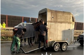 Polizeidirektion Neustadt/Weinstraße: POL-PDNW: Polizeiautobahnstation Ruchheim - Verletztes Pferd verursacht Vollsperrung auf A 6