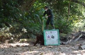 BOS Deutschland e. V.: Erste Orang-Utan-Auswilderung im Lockdown / Zehn Orang-Utans fliegen mit dem Helikopter in die Freiheit