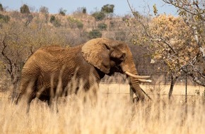 VIER PFOTEN - Stiftung für Tierschutz: Update nach Transfer: Elefant Charley zum ersten Mal in der afrikanischen Savanne