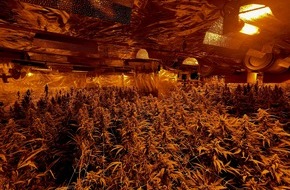 Polizei Köln: POL-K: 220811-3-K Cannabisplantage in Einfamilienhaus - Mehr als 1000 Pflanzen sichergestellt