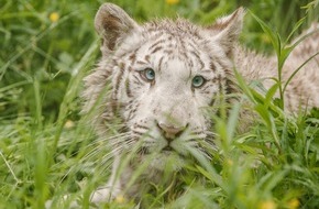 VIER PFOTEN - Stiftung für Tierschutz: VIER PFOTEN am Welt-Tiger-Tag: Weisse Tiger sind besonders gefährdet