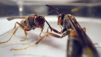 3sat: "WissenHoch2" in 3sat über smarte Insekten und das faszinierende Phänomen Emergenz