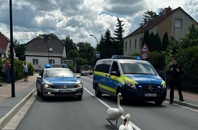 Polizeiinspektion Neubrandenburg: POL-NB: Schwanenfamilie zum Wasser eskortiert