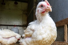Zürcher Tierschutz: In fünf Wochen vom Babyküken zum Fleischkoloss