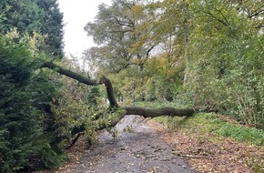 Freiwillige Feuerwehr Alpen: FW Alpen: Baum auf Straße