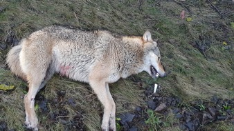 Landespolizeiinspektion Suhl: LPI-SHL: Wolf verendet am Unfallort