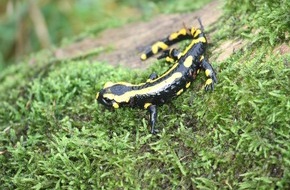 Hessisches Landesamt für Naturschutz, Umwelt und Geologie: Tödlicher Salamander-Pilz in Frankenau im Kreis Waldeck-Frankenberg nachgewiesen