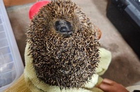Polizeipräsidium Offenburg: POL-OG: Rastatt - Rettung eines Igels - Mit guten Nachrichten ins Wochenende
