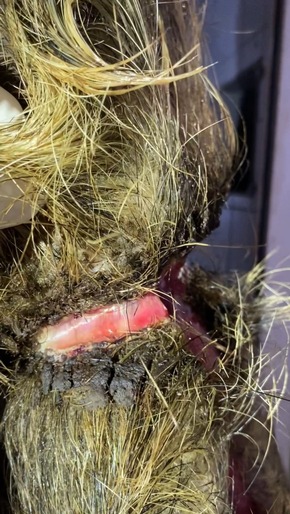 POL-NI: Wilderei Wildschweine tragen eingewachsene Schlingen um den Hals