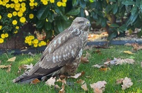 Polizeipräsidium Karlsruhe: POL-KA: (KA) Linkenheim-Hochstetten - Verletzter Greifvogel aufgefunden