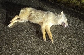 Autobahnpolizeiinspektion: API-TH: Toter Wolf auf der A 38