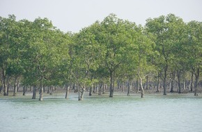 Global Nature Fund: Nachhaltigere Garnelen: Gut für Mangroven-, Küsten- und Klimaschutz