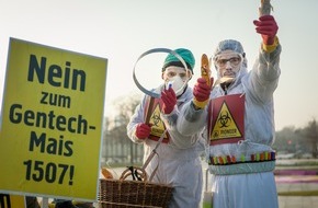 Campact e.V.: Gentech-Mais 1507: Bündnis wirft Bundesregierung Wortbruch vor (FOTO)