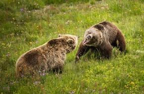 VIER PFOTEN - Stiftung für Tierschutz: Rangaufteilung unter Bärenweibchen – im Arosa Bärenland trifft Jambolina zum ersten Mal auf Bärin Amelia