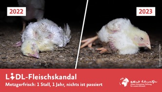 Albert Schweitzer Stiftung für unsere Mitwelt: Ein Jahr Fleischskandal: Hühner leiden immer noch für Lidl-Qualfleisch