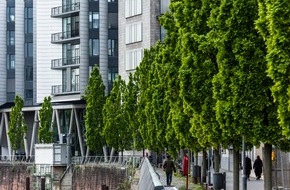Bund deutscher Baumschulen (BdB) e.V.: Große Bäume braucht die Stadt! Nachpflanzungen im urbanen Raum