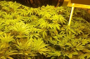 Polizeidirektion Hannover: POL-H: Indoorplantage in Wohnhaus entdeckt