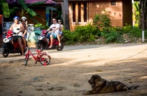 VIER PFOTEN - Stiftung für Tierschutz: En vacances: comment se comporter face aux chiens errants