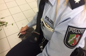 Kreispolizeibehörde Rhein-Kreis Neuss: POL-NE: Freilaufende Haus-Kaninchen in guter Obhut - Tiereinsatz der Polizei