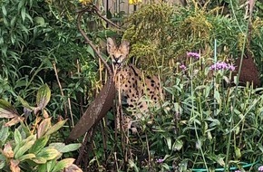 Kreispolizeibehörde Borken: POL-BOR: Stadtlohn - Halter eines Serval gesucht