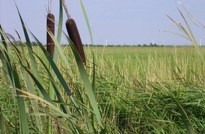 Deutsche Bundesstiftung Umwelt (DBU): DBU: Wie Moor- und Denkmalschutz mit Landwirtschaft unter einen Hut gebracht werden