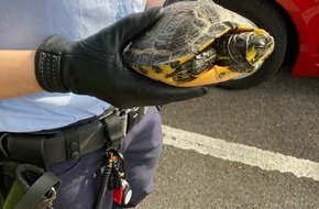 Polizei Hagen: POL-HA: Schildkröte auf dem Parkplatz des Gerichts gefunden