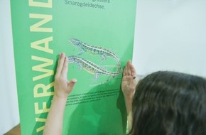 Naturmuseum Solothurn: Kinderanlass in der Sonderausstellung "Zauneidechse"