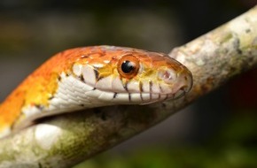 ZZF – Zentralverband der Heimtierbranche e.V.: Äußerungen von Cem Özdemir: „Schlag ins Gesicht von Millionen von Heimtierhaltern“