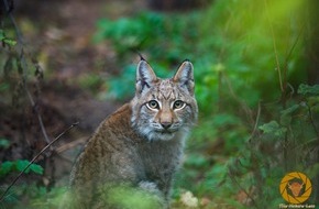 H&ouml;rPartner GmbH: H&ouml;ren wie Luchs Ludwig: H&ouml;rPartner begr&uuml;&szlig;en jungen Patenluchs im Wildpark Schorfheide