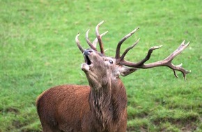 Erlebnispark Tripsdrill: Wenn der Wald erzittert – Hirschbrunft im Wildparadies Tripsdrill